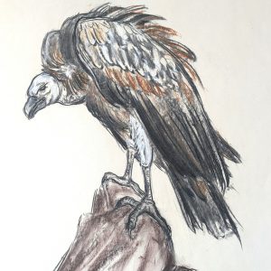 Dessin au fusain et pastel. Papierteinté crème. 65x50cm